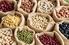 From taste to nutrition, Unlock the science behind the plant protein ingredients