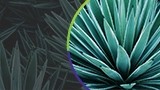 High quality, certified agave