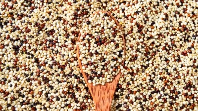 Sorghum in focus: ‘The goal is to increase the use of sorghum in the US food supply,’ says Sorghum Checkoff Council 